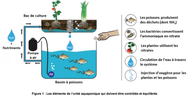 3 étapes pour convertir un bassin en aquaponie